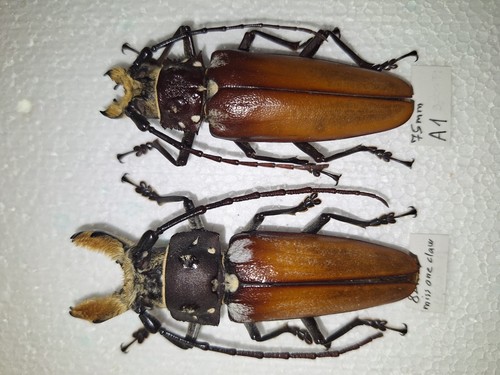 Callipogon barbatus pair mm - callipogon, 82