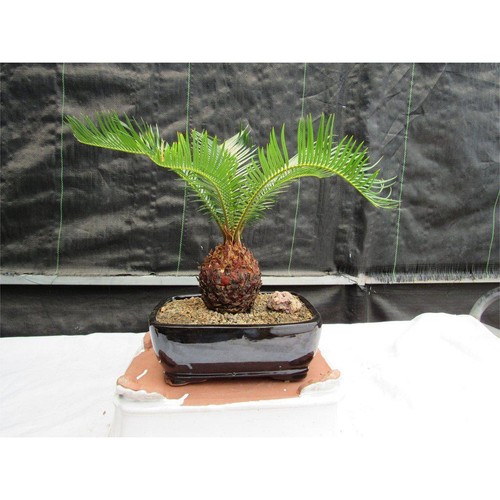 Sago palm bonsai tree - palm,