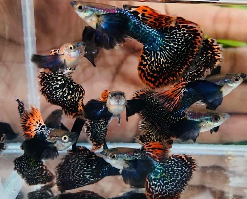 Trio live guppy - trio, fish