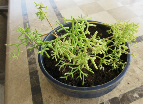 Rhipsalis coral cactus rooted - coral,