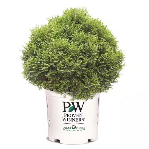 Gal arborvitae tater tot - gal.,