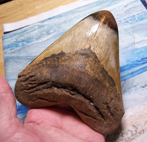 Megalodon shark tooth 16 - megalodon, 5
