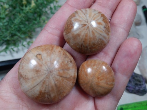 Echinoid fossil specimen lot - echinoid,