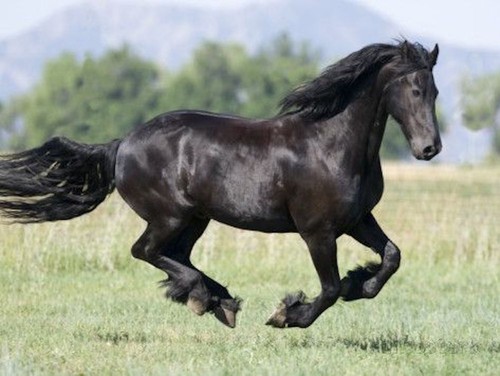 Black friesian gelding - friesian,