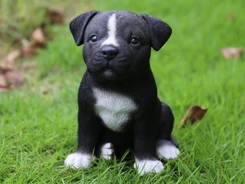 Staffordshire pitbull puppy - staffordshire,