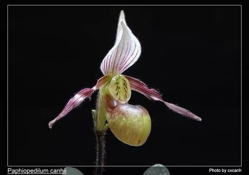 Paphiopedilum canhii rare - paphiopedilum,