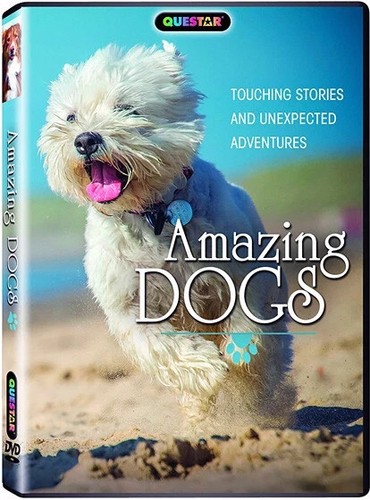 Amazing dogs bonus - dogs,