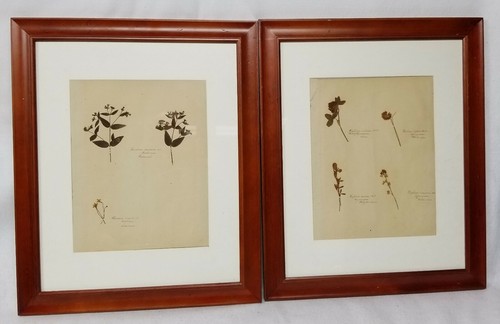 Antique framed botanical - framed,