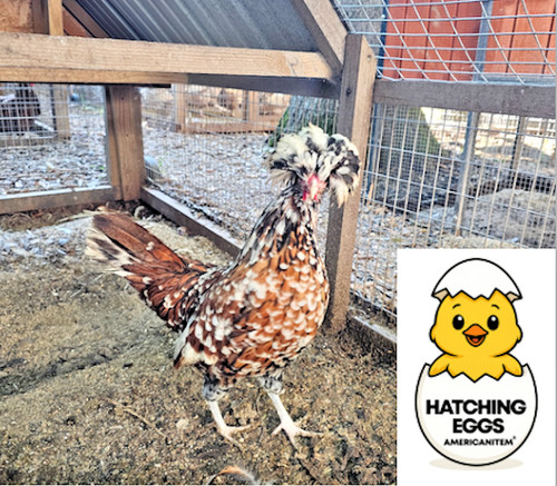 Fertile chicken purebred - fertile,