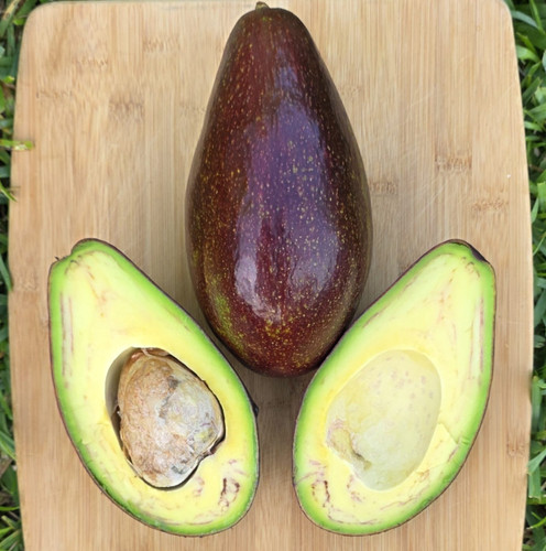 Thomson red avocado tree - thomson,