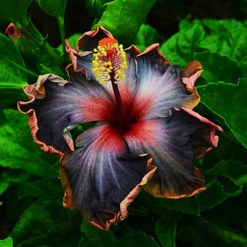 Madagascar hibiscus - 🌺🌺,