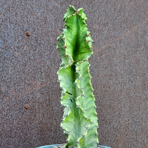 Euphorbia ammak variegata - ,