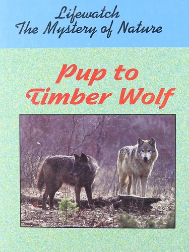 Pup timber wolf - timber,