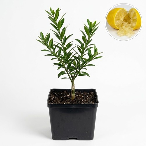 Australian finger lime tree - finger,