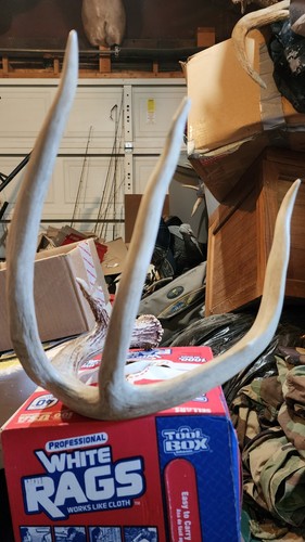 Big whitetail deer - big,