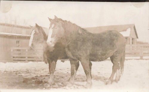 Rppc belgian draft - rppc, in