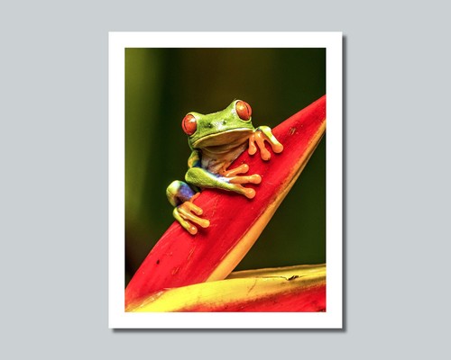 Red eyed tree frog - on, leaf