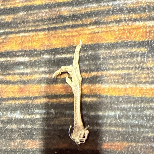 Real baby turkey foot - real,
