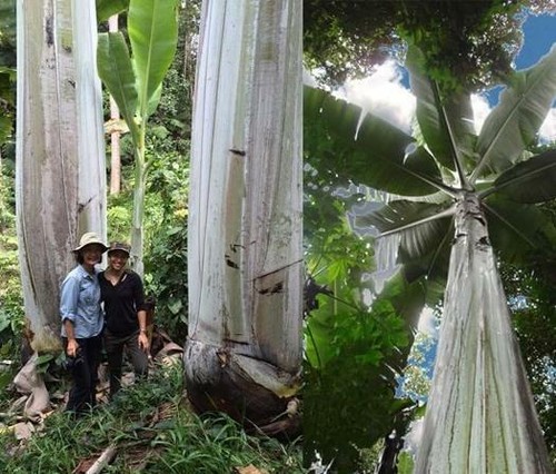 Musa ingens giant - ingens,,