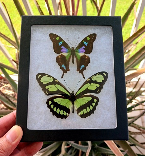 Amazing butterfly mounted - amazing,