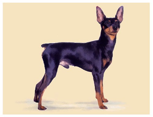 Artav miniature pinscher art - artav,