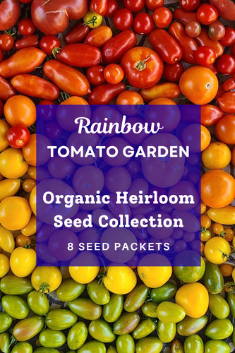 Organic rainbow tomato seed - tomato,