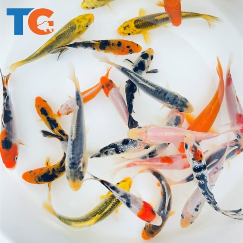 Standard fin koi fish - koi, for