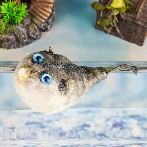 Parrot puffer fish - puffer,