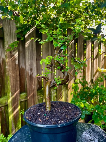 Chinese elm pre bonsai - chinese,
