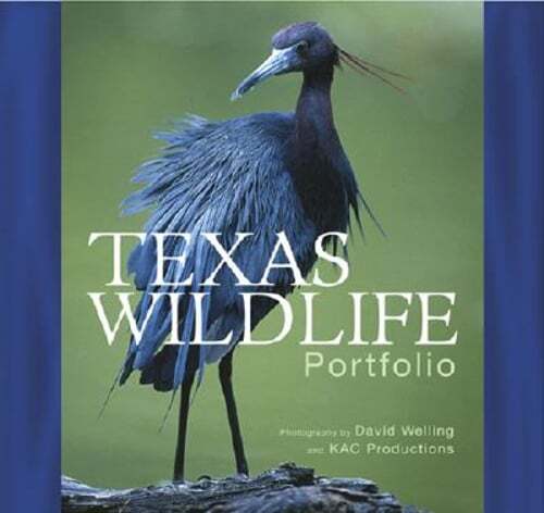 Texas wildlife portfolio md - texas, by