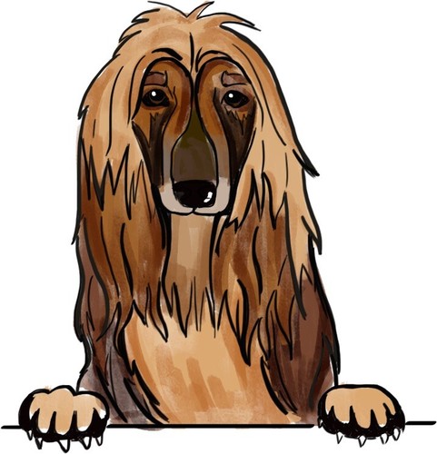 Afghan hound dog - hound,
