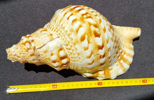 Cm giant charonia - 🔥,