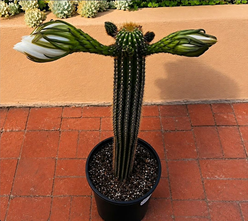 Golden torch cactus plant - torch,