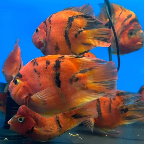 Red tiger parrot cichlid - parrot, 4″