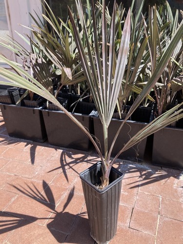Bismarckia nobilis gallon - bismarckia,