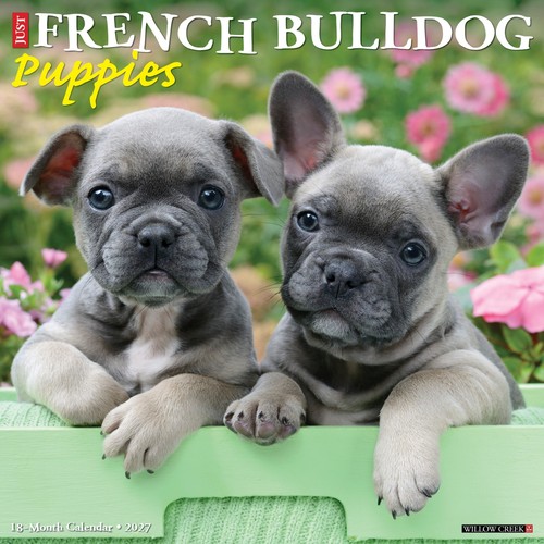 French bulldog puppies 2027 - bulldog,