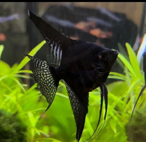 Pack black angelfish - black,