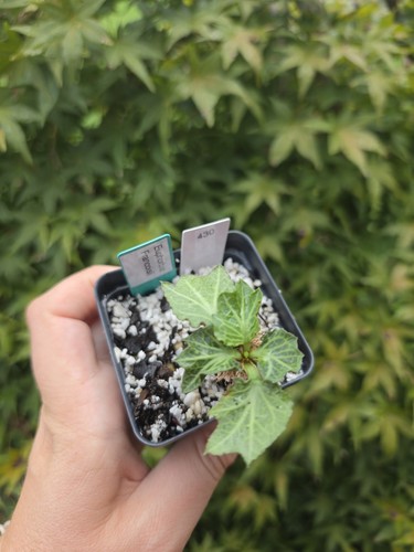Euphorbia francoisii rare live - euphorbia,