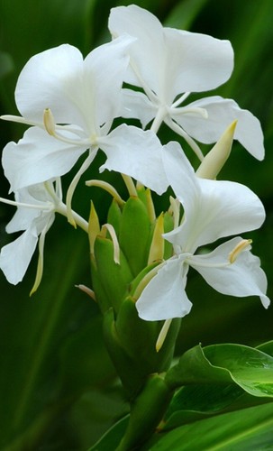 White butterfly ginger - white,
