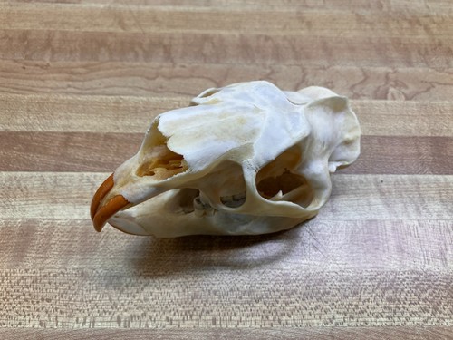 Real bone porcupine skull - real,