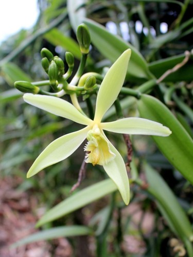 Organic vanilla orchid grow - organic,