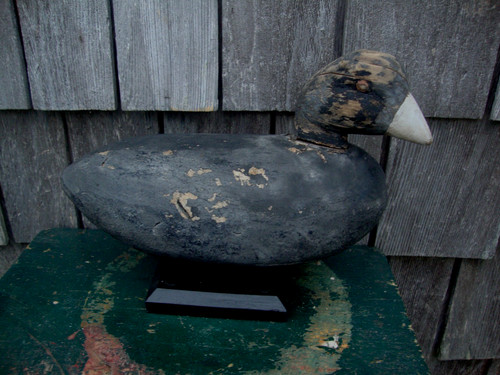 Antique coot duck - coot,
