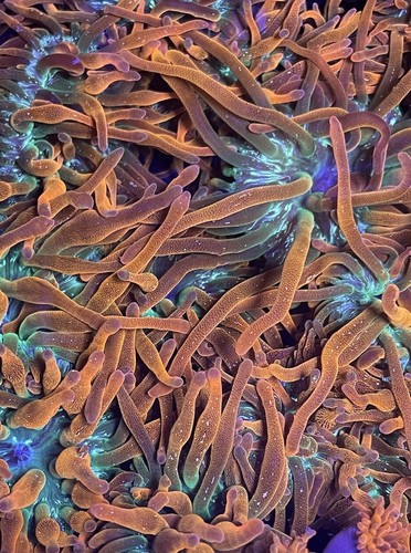 Coral combo pack - combo, rainbow
