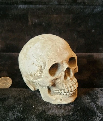 Human skull replica - human,