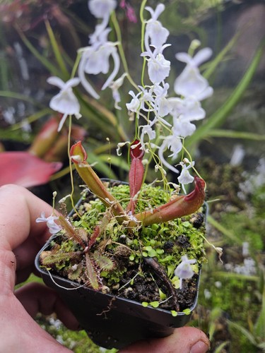 B11 heliamphora chimantensis - heliamphora,