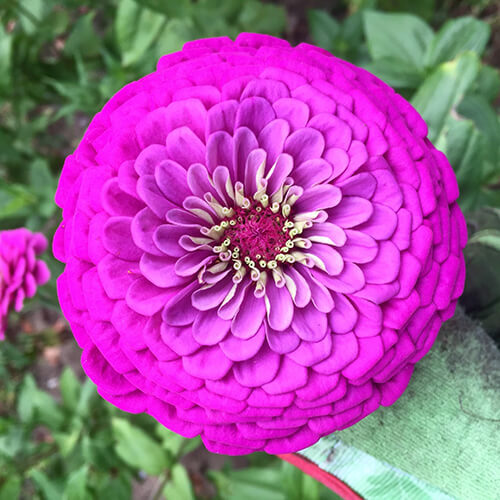 Purple prince zinnia - prince, |