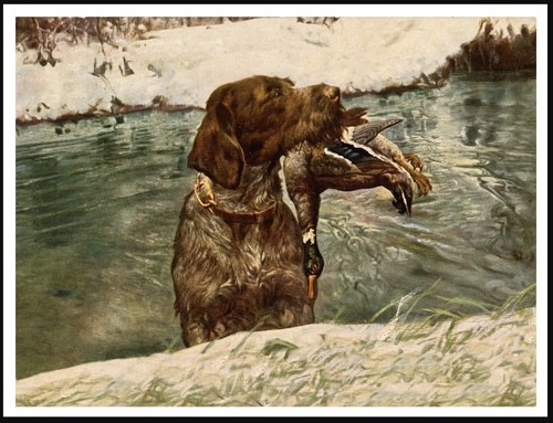 German wirehaired pointer dog - german,