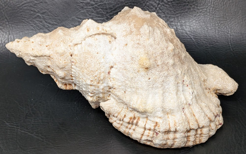 Giant frog snail - frog,
