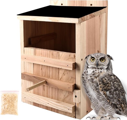 Cedar wood screech - &, owl
