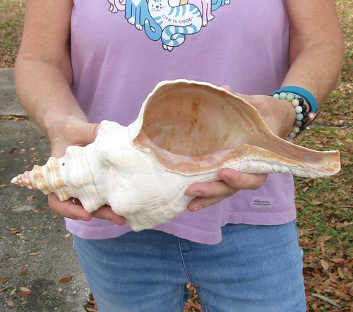 Inch horse conch - 13-1/2,